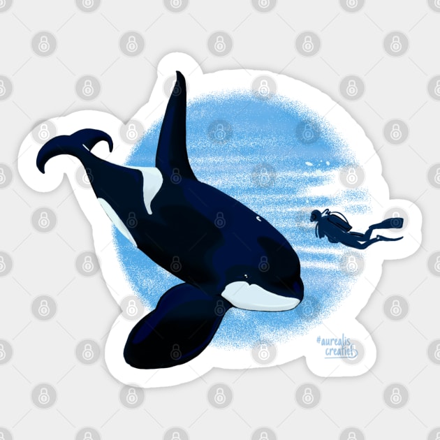 Brave Killer Whale and scuba diver Sticker by Aurealis